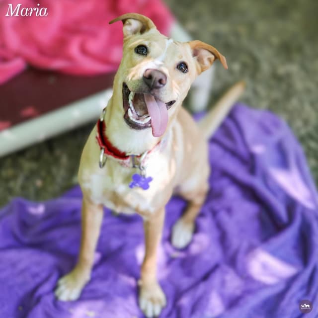 Maria media 2