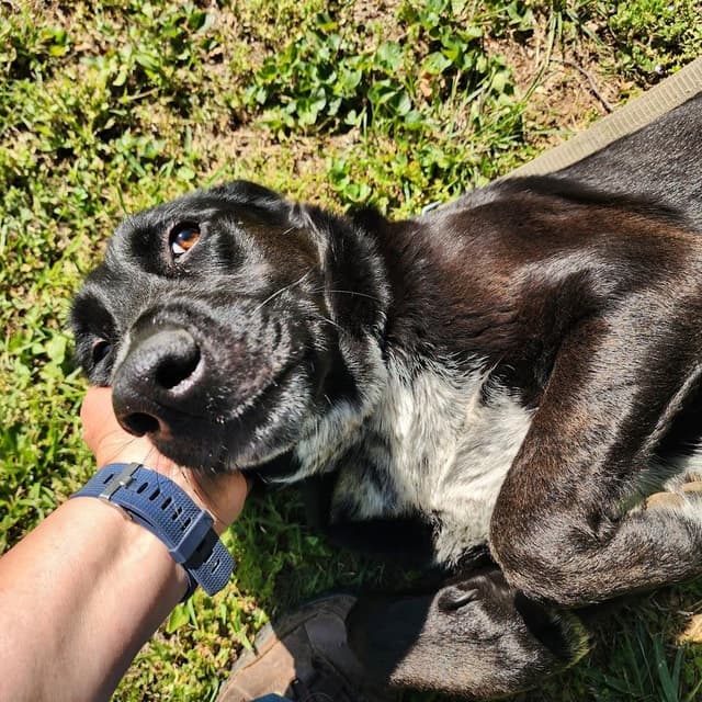 Sophie *Half of my adoption fee has been sponsored!* media 2