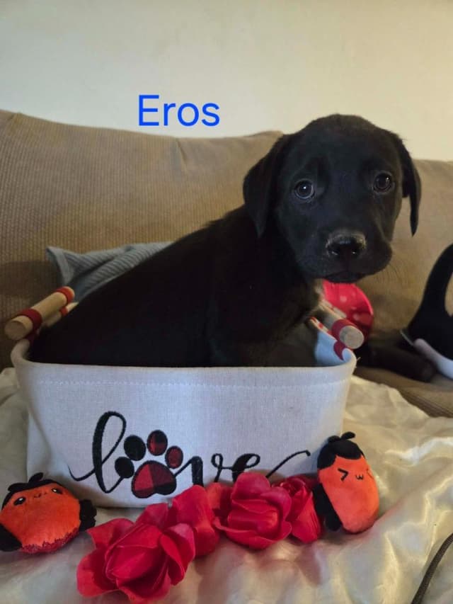 Eros media 4