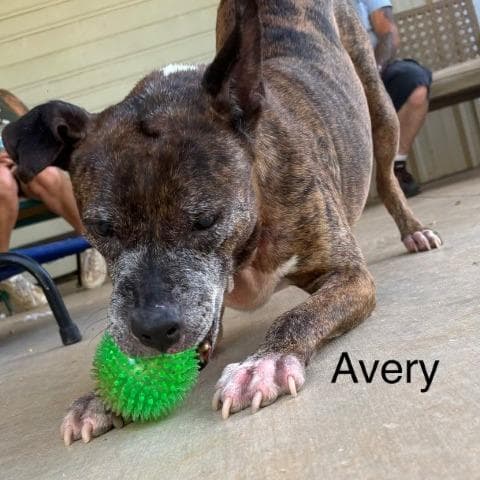 Avery(BAS) media 2