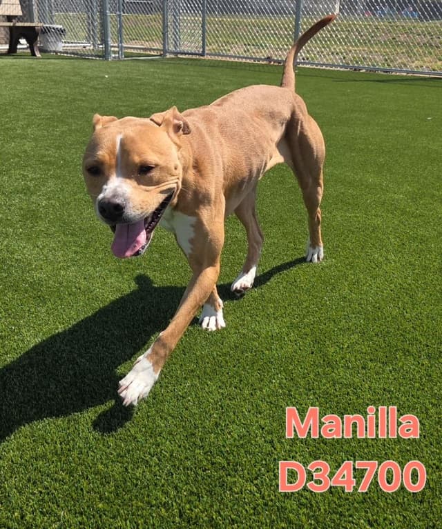 Manilla media 3