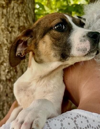 Pup Pickles - Adoption Pending media 3