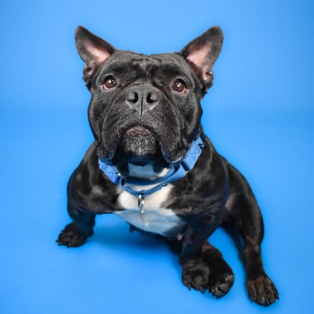 Shorty media 6