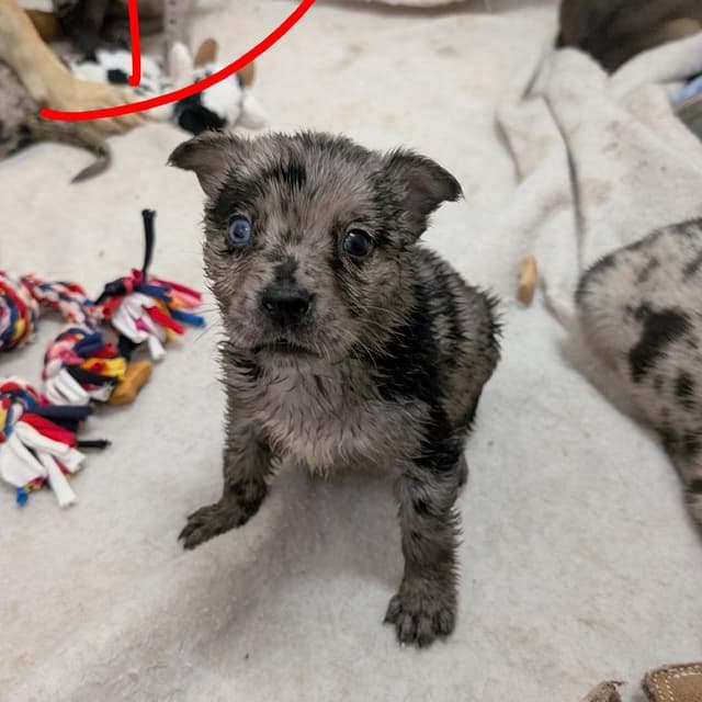 Puppy 3/Odessa media 2