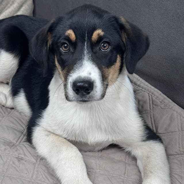 Marley (sponsored 100.00 adoption fee) media 4