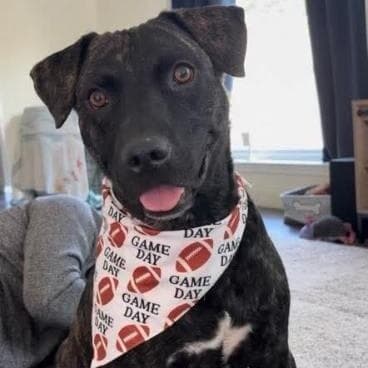 Mochi Magic the Happy Pup media 4