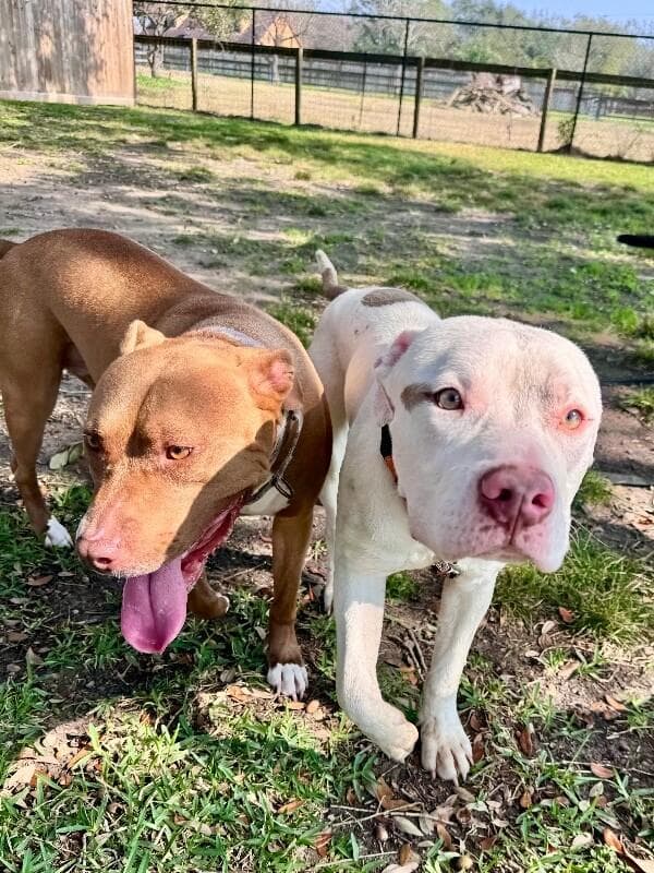 Zumi Cutie Too Sweet To be True media 3