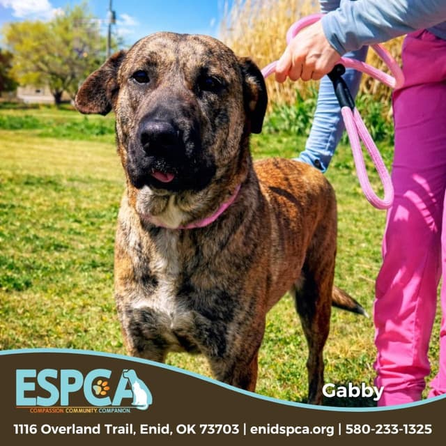 Gabby media 3