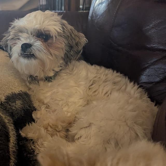 Harley Quinn media 5