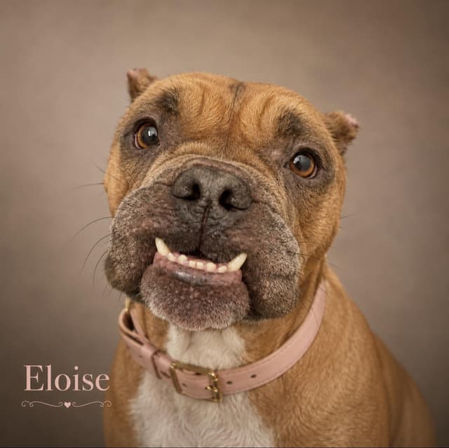 Eloise media 5
