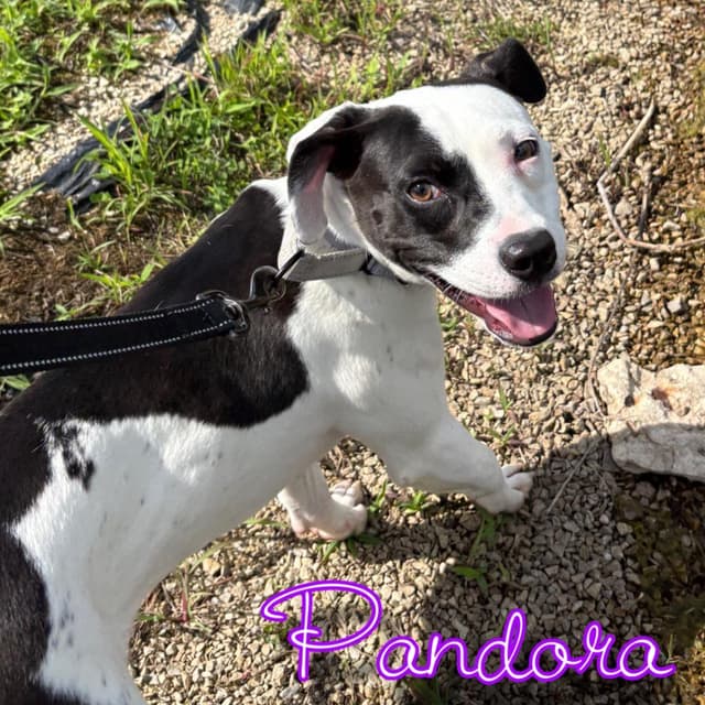 Pandora media 3