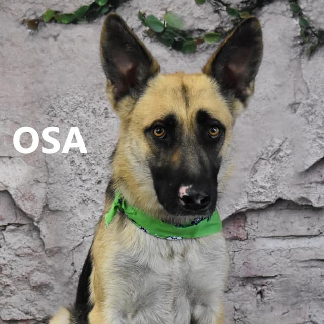 Osa media 2