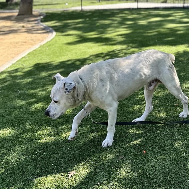 Wyatt - ECAS media 3