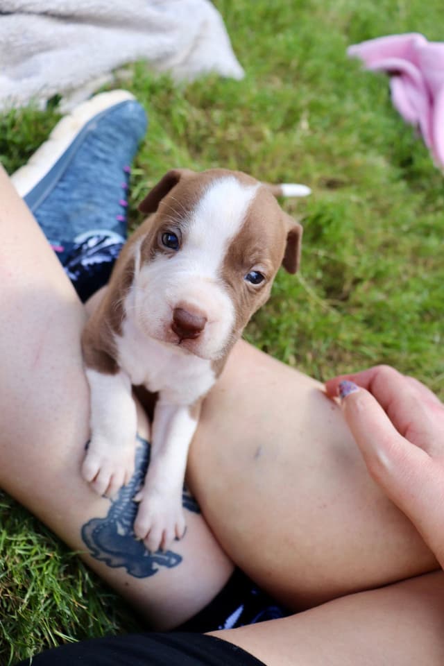 Bam Bam - The Little Pup Who Makes a Big Impact! media 2