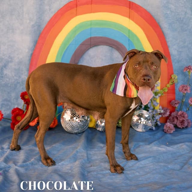 Chocolate media 3