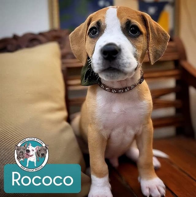 Rococo Tulip media 2