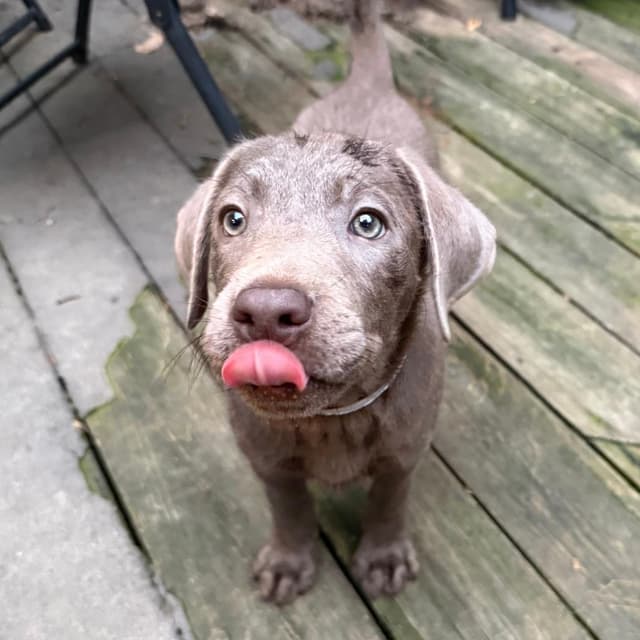Pupcake media 2