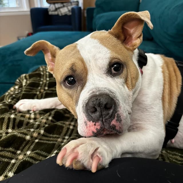 Couch Potato - Remy Bark! media 4