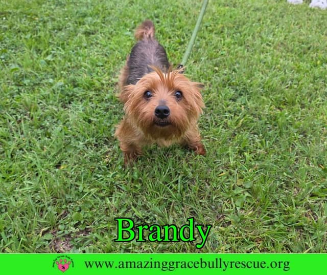 Brandy media 2