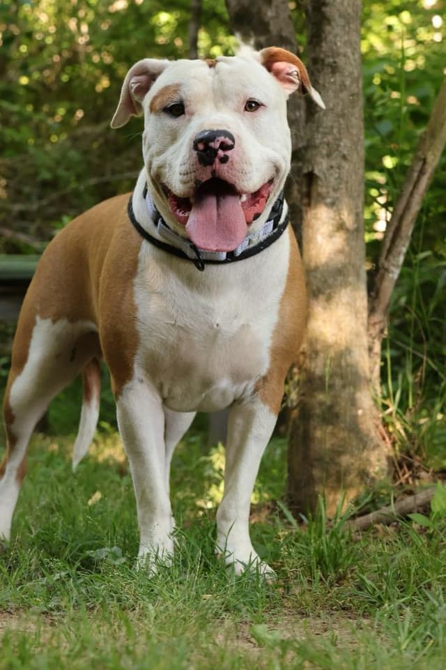 Petey media 3