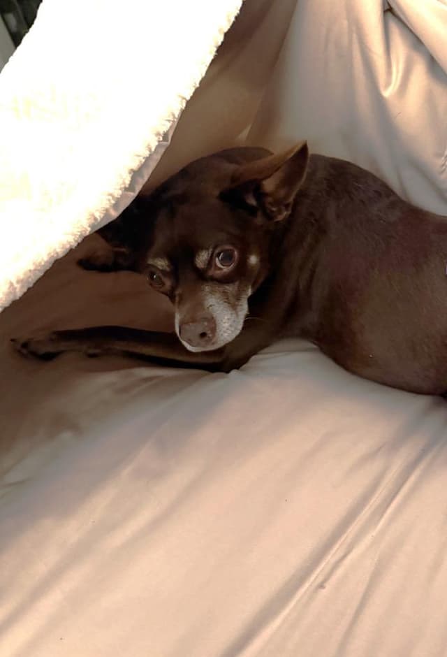 Toby media 5