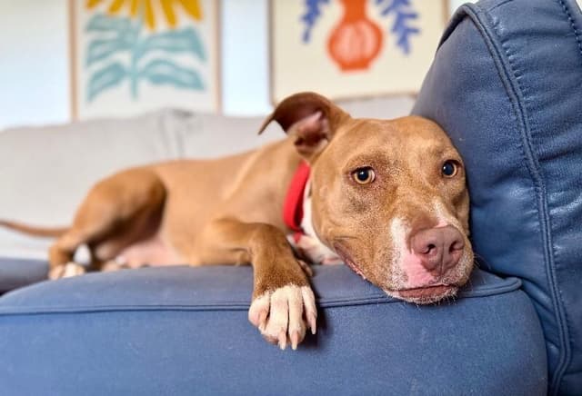 Blinky Baby loves the babies and belly rubs media 4