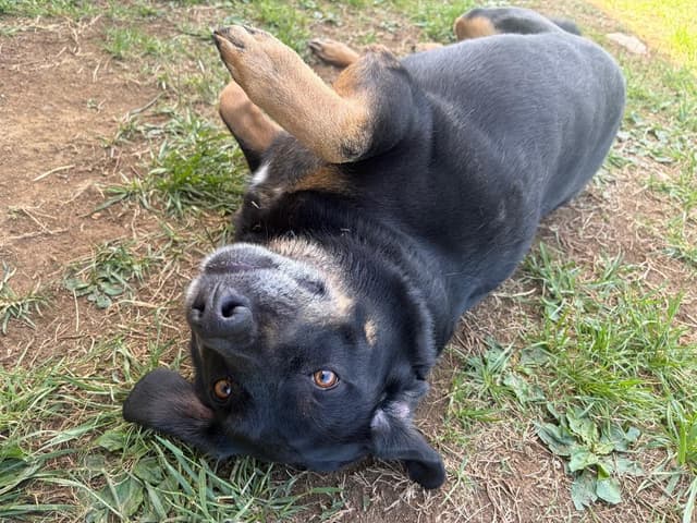 Koda media 3