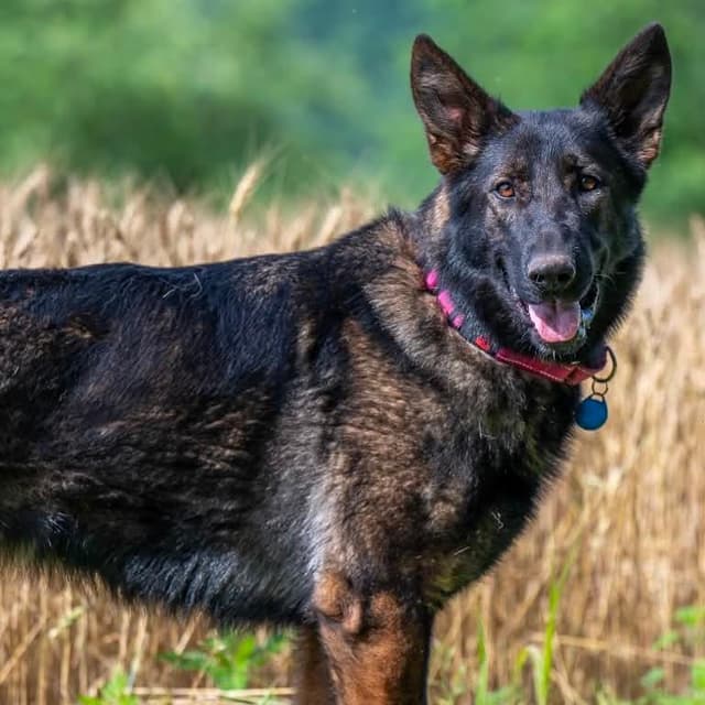 Holly (26-232) media 2