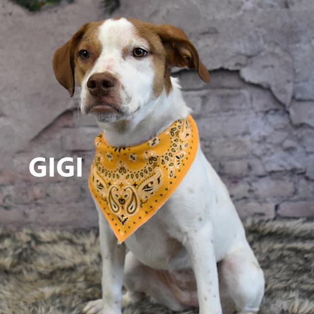Gigi media 2