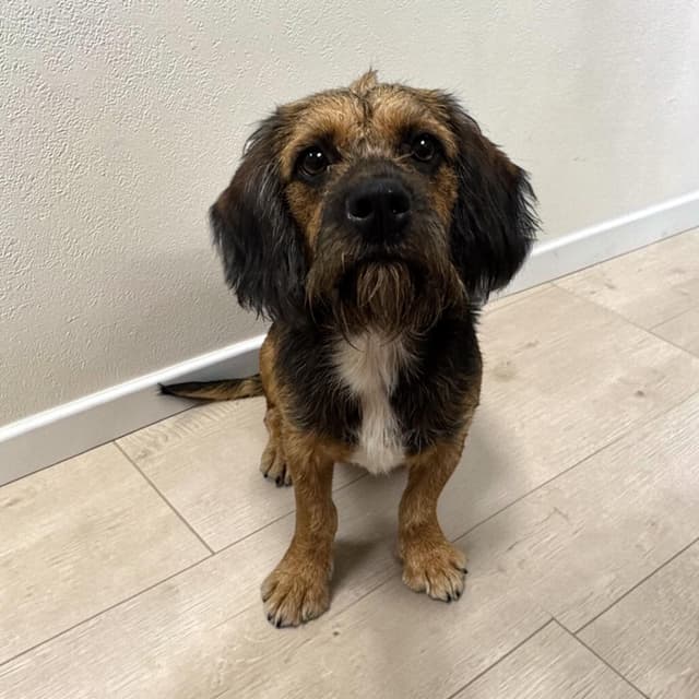 Benji media 2