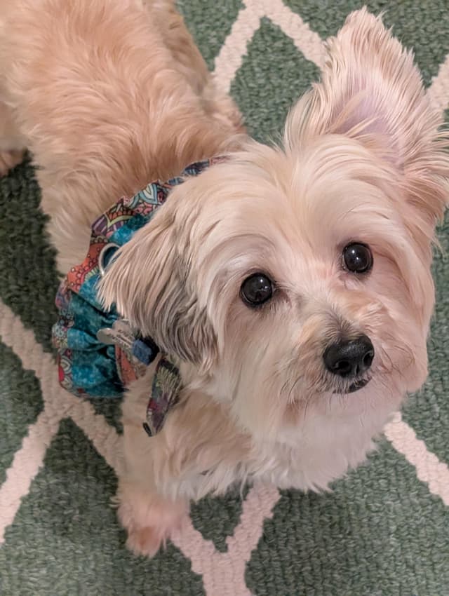 Trixie media 5