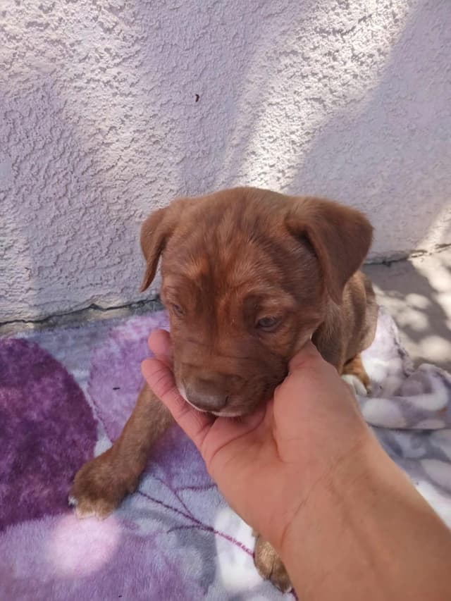 Chato(18) media 4