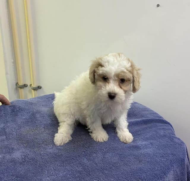 Maltipoo Boys media 2