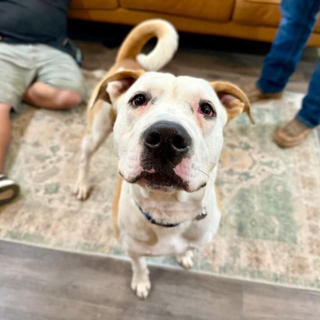 Ralphie Biggs your Extra Large Wigglebutt media 5