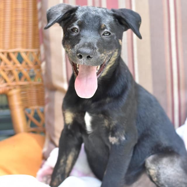Scout (Victoria Litter) media 2