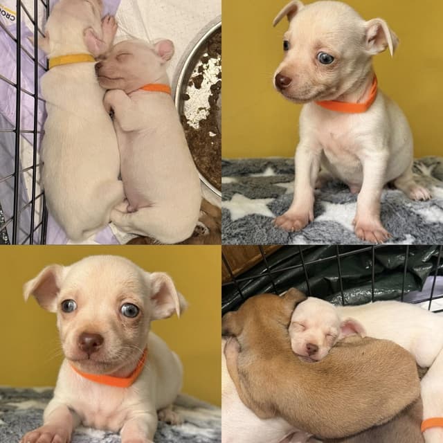 Popcorn media 4