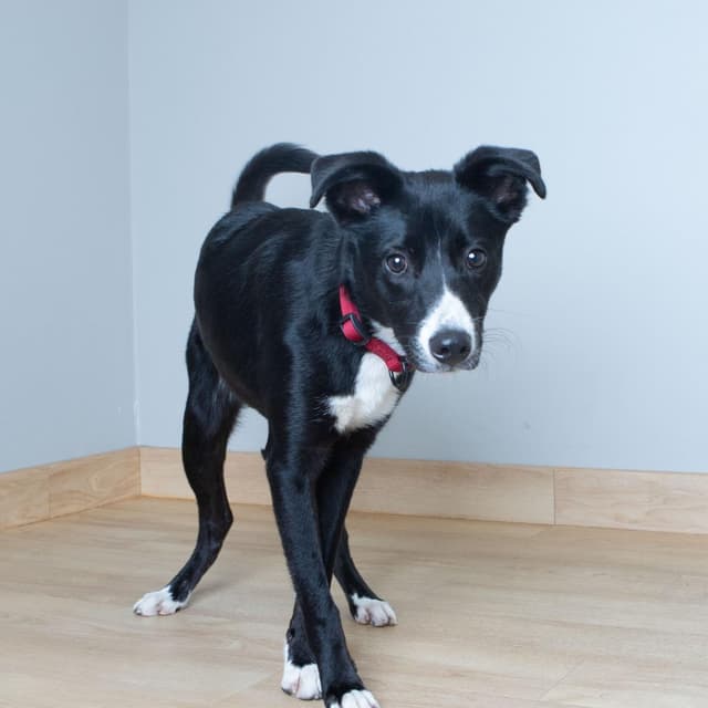 Odie D69918 media 4