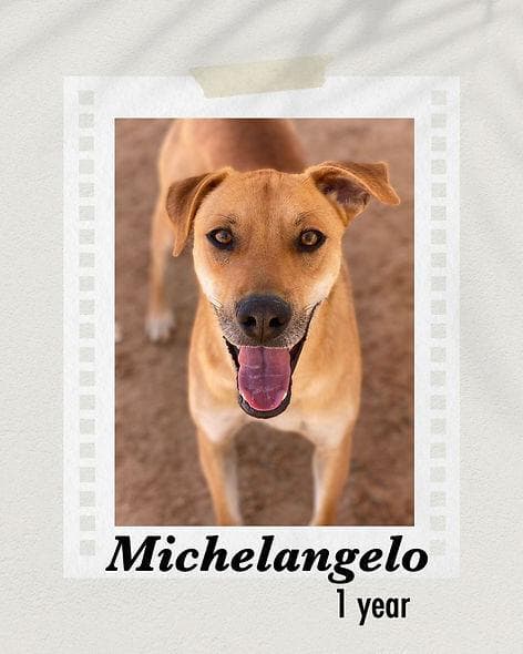 Michelangelo media 2