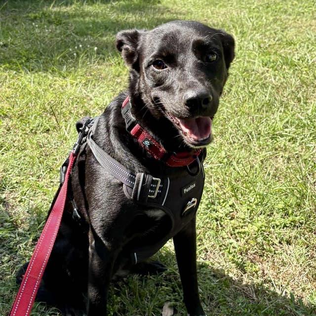 MONICA - Foster or Adopter Needed media 2