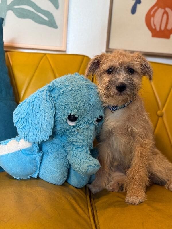Miles the Most Precious Scruffy media 4