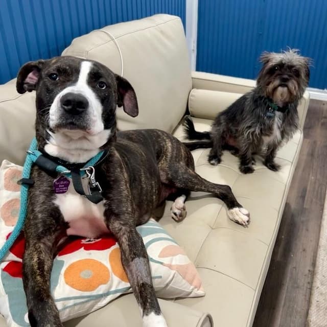 Lane Boots the Snuggly Couch Dog media 4