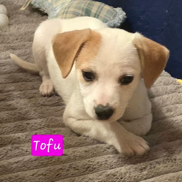 Tofu media 6