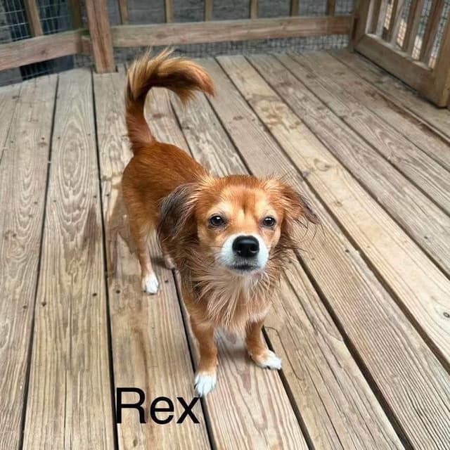 Rexx D11566 media 3