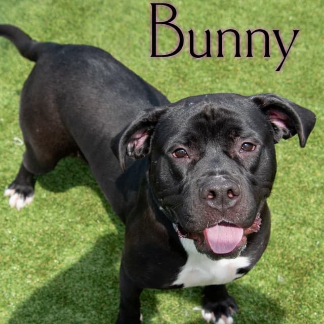 Bunny media 2