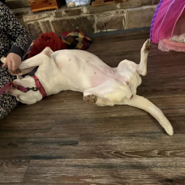 Havana- Urgent foster or adopter media 2