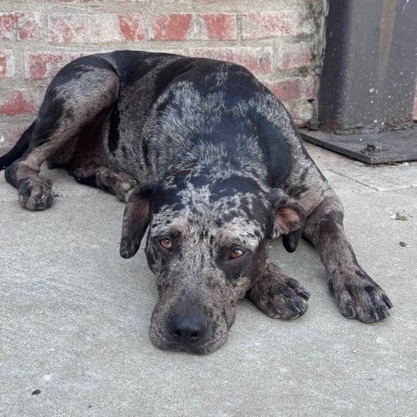 Ophelia (adoption fee 100) media 4