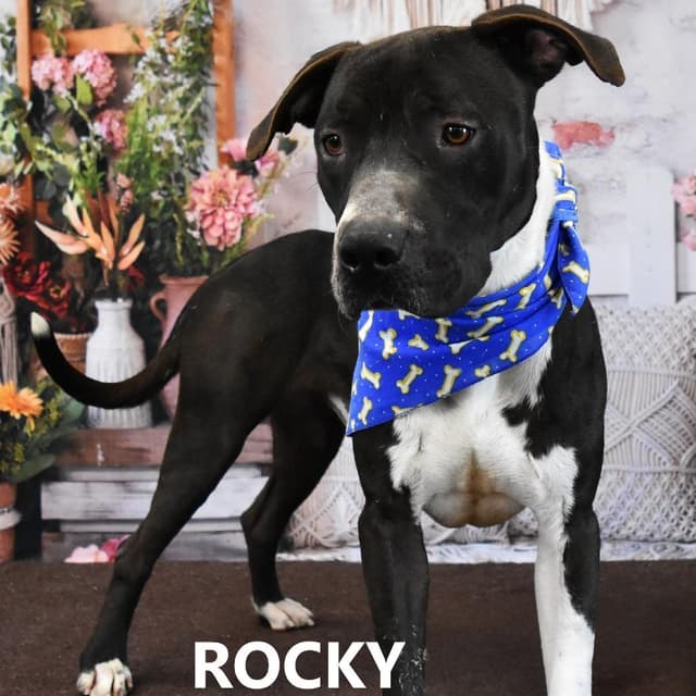 Rocky media 2