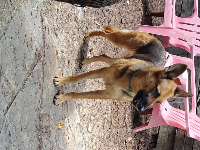Princess ( cat friendly small dog friendly ) media 6