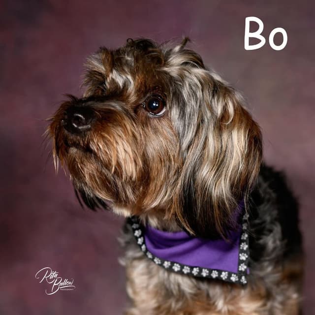 Bo media 4