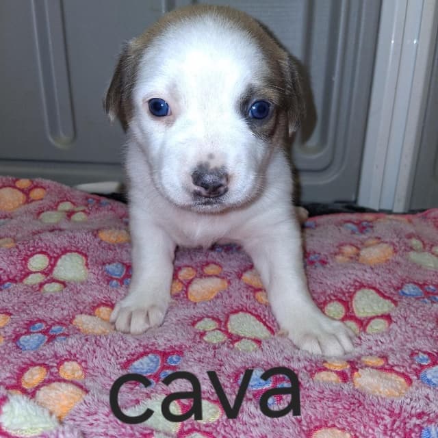 Cava 0770 media 3